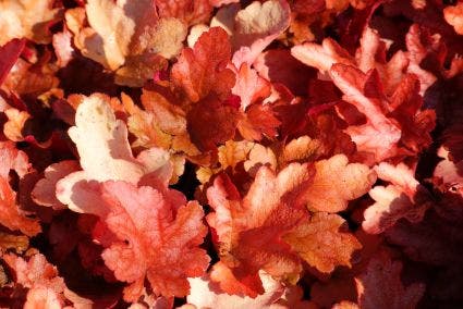 Heuchera 'Peach Flambe'
