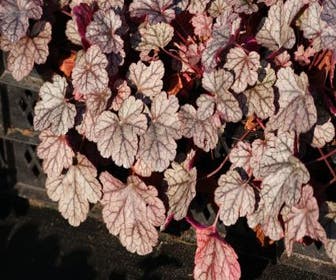Purperklokje (Heuchera 'Silver Scrolls')