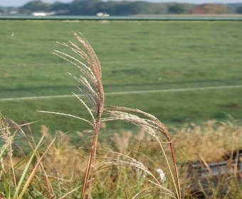 Chinees riet/sierriet (Miscanthus sinensis 'Silberfeder')