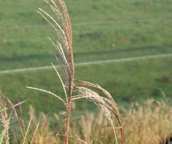 Chinees riet/sierriet (Miscanthus sinensis 'Silberfeder')
