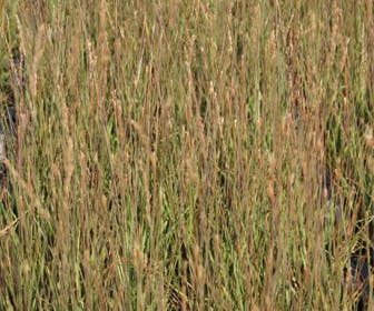Pijpestrootje (Molinia caerulea 'Edith Dudszus')