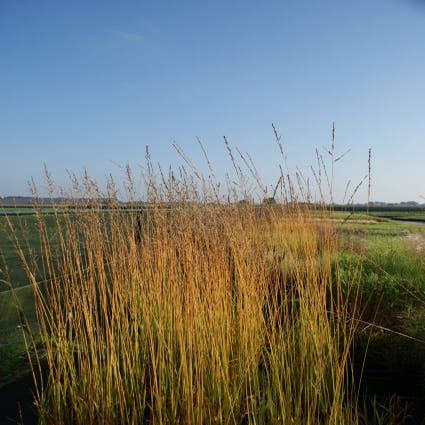 Pijpestrootje (Molinia arundinacea 'Karl Foerster')