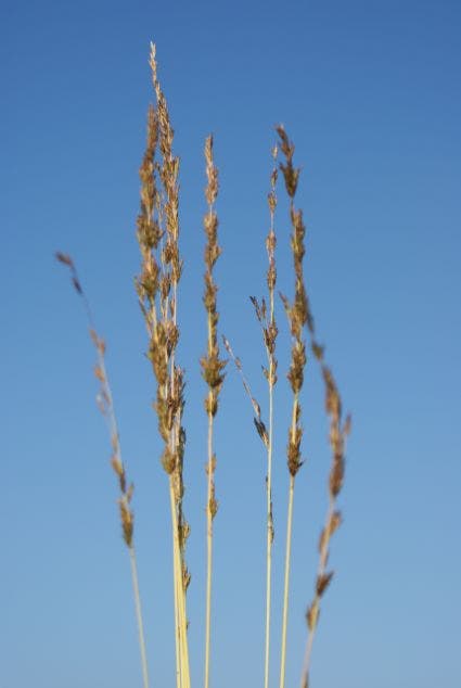 Pijpenstrootje