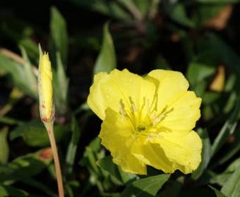 Teunisbloem (Oenothera macrocarpa)