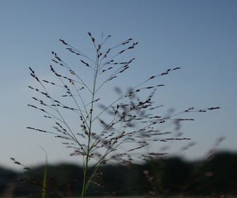 Vingergras (Panicum virgatum 'Rehbraun')