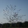 Vingergras (Panicum virgatum 'Rehbraun') BIO