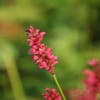 Duizendknoop (Persicaria amplexicaulis 'Speciosa')