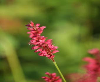 Duizendknoop (Persicaria amplexicaulis 'Speciosa')