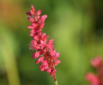 Duizendknoop (Persicaria amplexicaulis 'Speciosa')