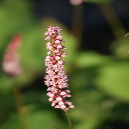 Persicaria amplexicaulis 'Rosea') 