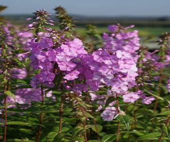 Vlambloem (Phlox maculata 'Alpha')