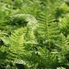 Naaldvaren (Polystichum setiferum)