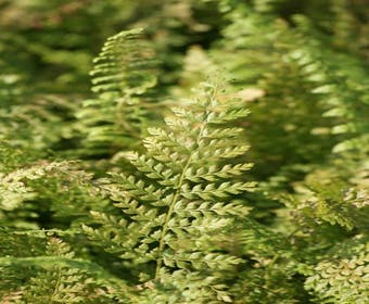 Naaldvaren (Polystichum setiferum 'Herrenhausen')