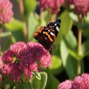 Sedum 'Herbstfreude'