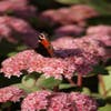 Vetkruid (Sedum 'Matrona')