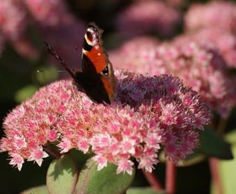 Vetkruid (Sedum 'Matrona')