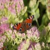 Vetkruid (Sedum spectabile 'Carmen')