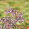 Ruit (Thalictrum delavayi 'Hewitt's Double')