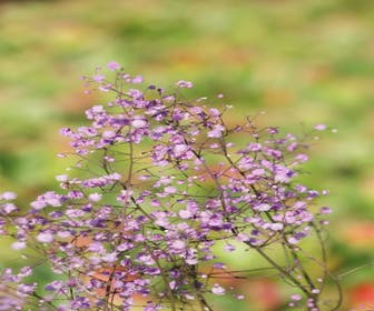 Ruit (Thalictrum delavayi 'Hewitt's Double')