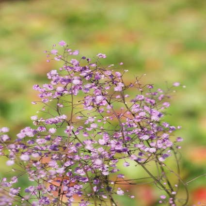 Ruit (Thalictrum delavayi 'Hewitt's Double') Bio