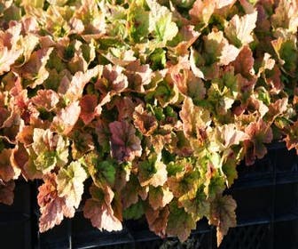 Schuimbloem (Tiarella 'Tiger Stripe')