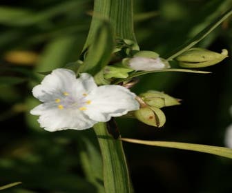 Eendagsbloem (Tradescantia 'Innocence')