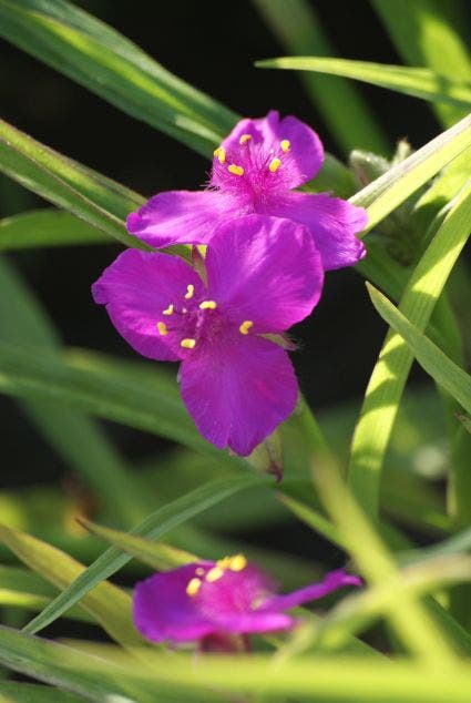 Eendagsbloem