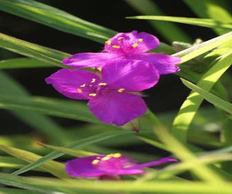Eendagsbloem (Tradescantia 'Rubra')