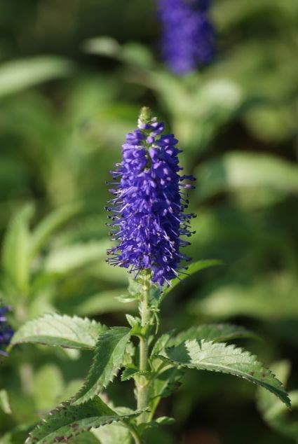 Blauwspirea