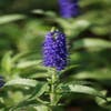 Ereprijs (Veronica longifolia 'Blauriesin')