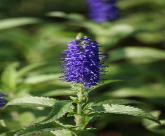 Ereprijs (Veronica longifolia 'Blauriesin')