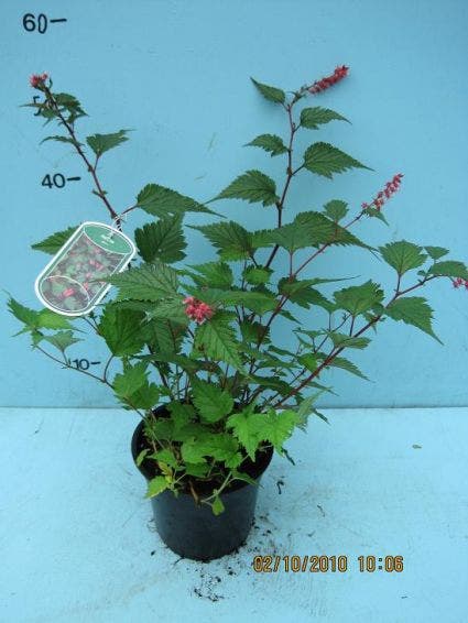 Neillia affinis