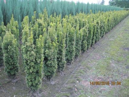 Goudgele zuilvenijnboom
