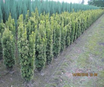 Gele Zuiltaxus (Taxus baccata 'Fastigiata Aurea')
