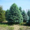 Edelspar (Abies procera (nobilis) 'Glauca')