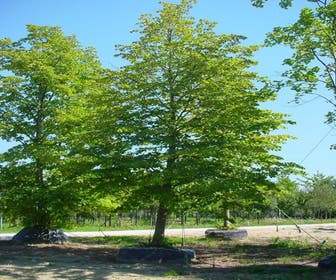 Spaanse Aak (Acer campestre)