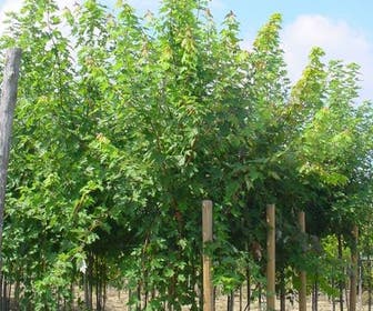 Esdoorn (Acer freemanii 'Autumn Blaze')