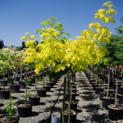 Vederesdoorn als boom (Acer negundo 'Kelly's Gold')