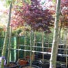 Japanse Esdoorn op stam (Acer palmatum 'Fireglow')