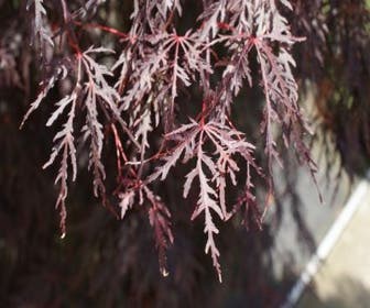 Japanse Esdoorn als boom (Acer palmatum 'Inabe-shidare')