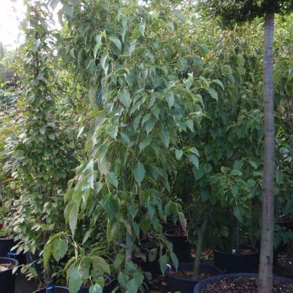 Japanse Slangehuidesdoorn (Acer rufinerve)