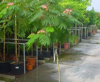 Perzische Slaapboom op stam (Albizia julibrissin 'Ombrella' )