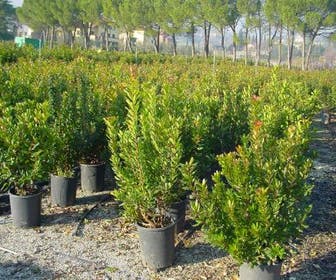 Aardbeiboom als struik (Arbutus unedo)