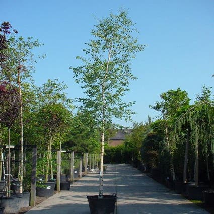 Chinese berk (Betula albosinensis)