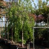 Prieelberk (Betula pendula 'Youngii')