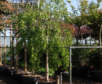 Prieelberk (Betula pendula 'Youngii')