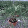 Geleipalm (Butia capitata)