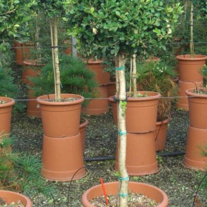Buxus op stam (Buxus sempervirens 'Rotundifolia')