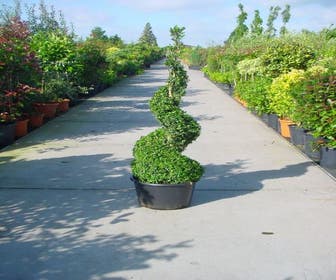 Buxus als spiraal (Buxus sempervirens)