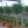 Lampepoetserplant op stam (Callistemon laevis )